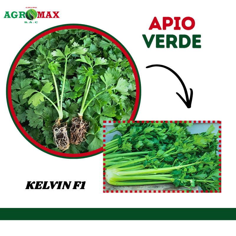 apio kelvin f1
