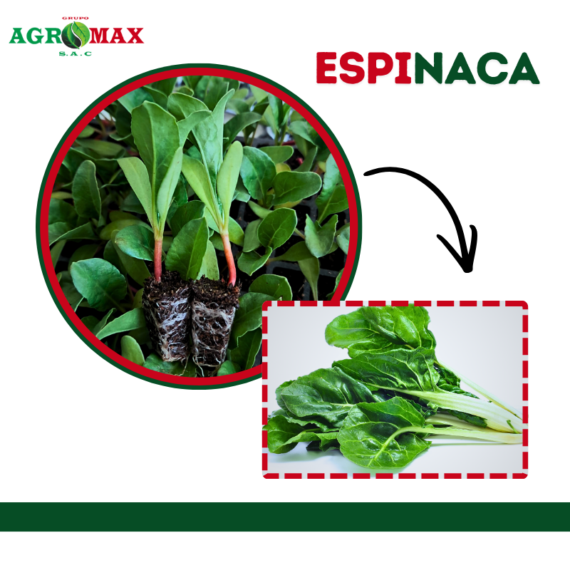 ESPINACA